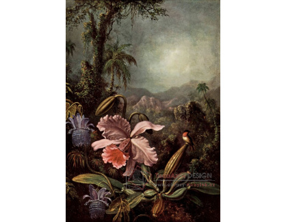 VU168 Martin Johnson Heade - Orchideje a kolibříci