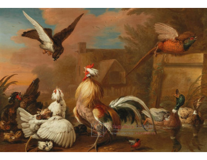 DDSO-3965 Marmaduke Cradock - Útok na kuřata