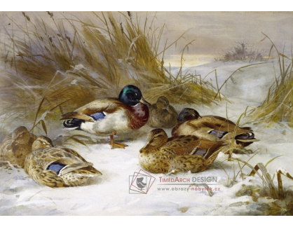 SO XVI-259 Archibald Thorburn - Zimní krajina s divokými kachnami