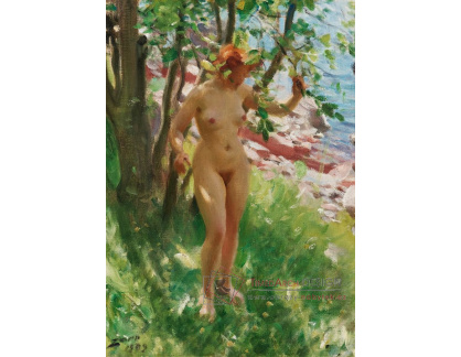 DDSO-27 Anders Zorn - Ve stínu