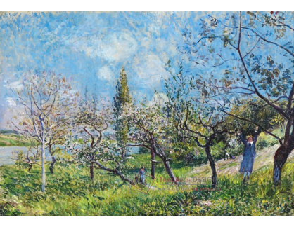 SO XI-9 Alfred Sisley - Ovocný sad na jaře