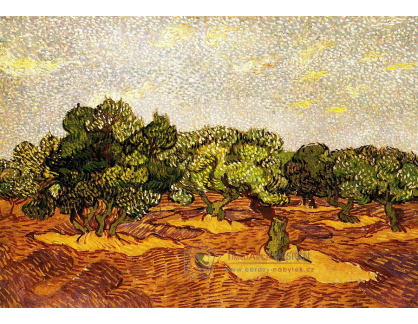R2-994 Vincent van Gogh - Olivový háj