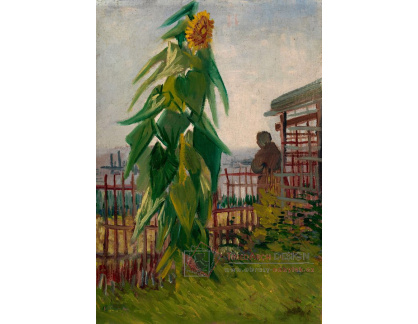 A-3267 Vincent van Gogh - Zeleninová zahrada se slunečnicí