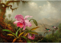 A-814 Martin Johnson Heade - Orchideje a kolibříci