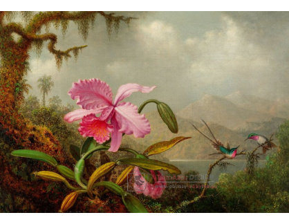 A-814 Martin Johnson Heade - Orchideje a kolibříci